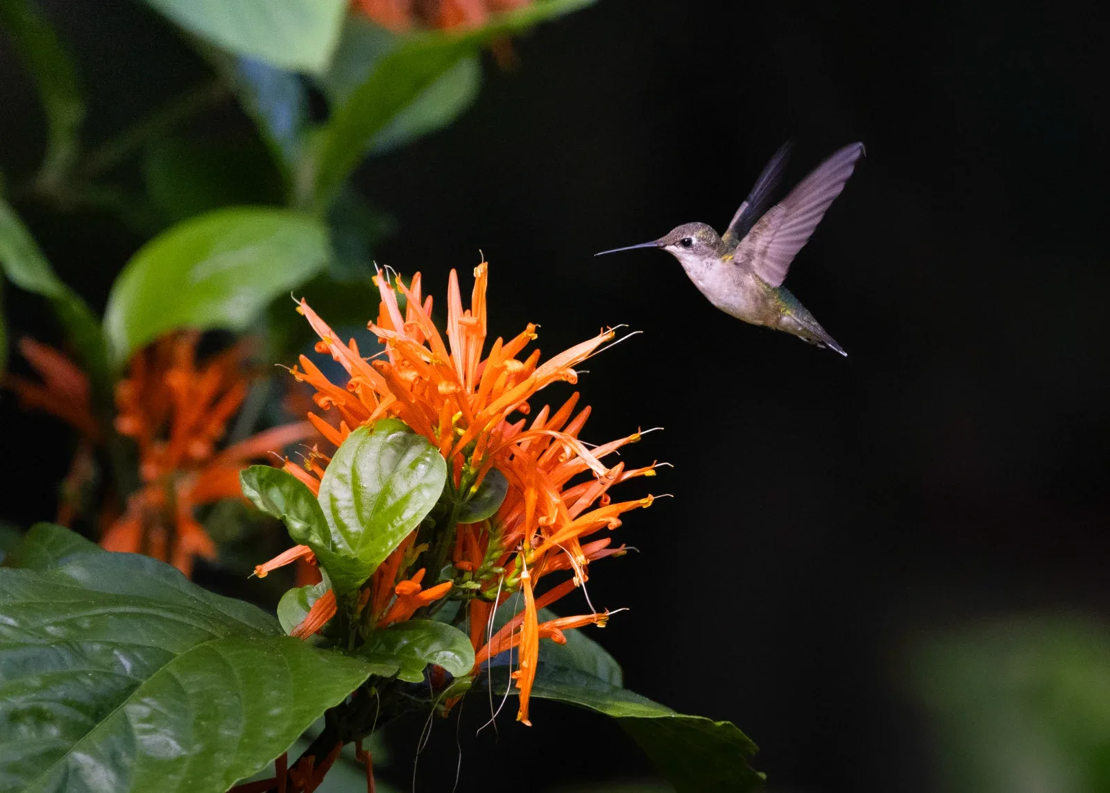 A hummingbird with outstretched wings hovers near a cluster of orange flowers and green leaves.