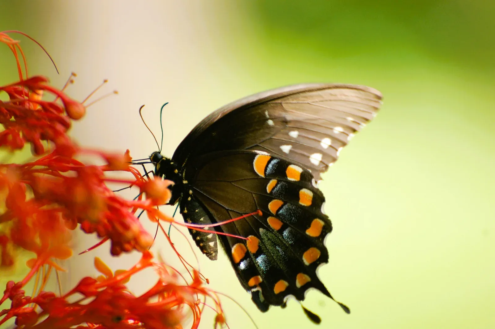 A black butterfly with orange and white spots on its wings rests on red flowers.