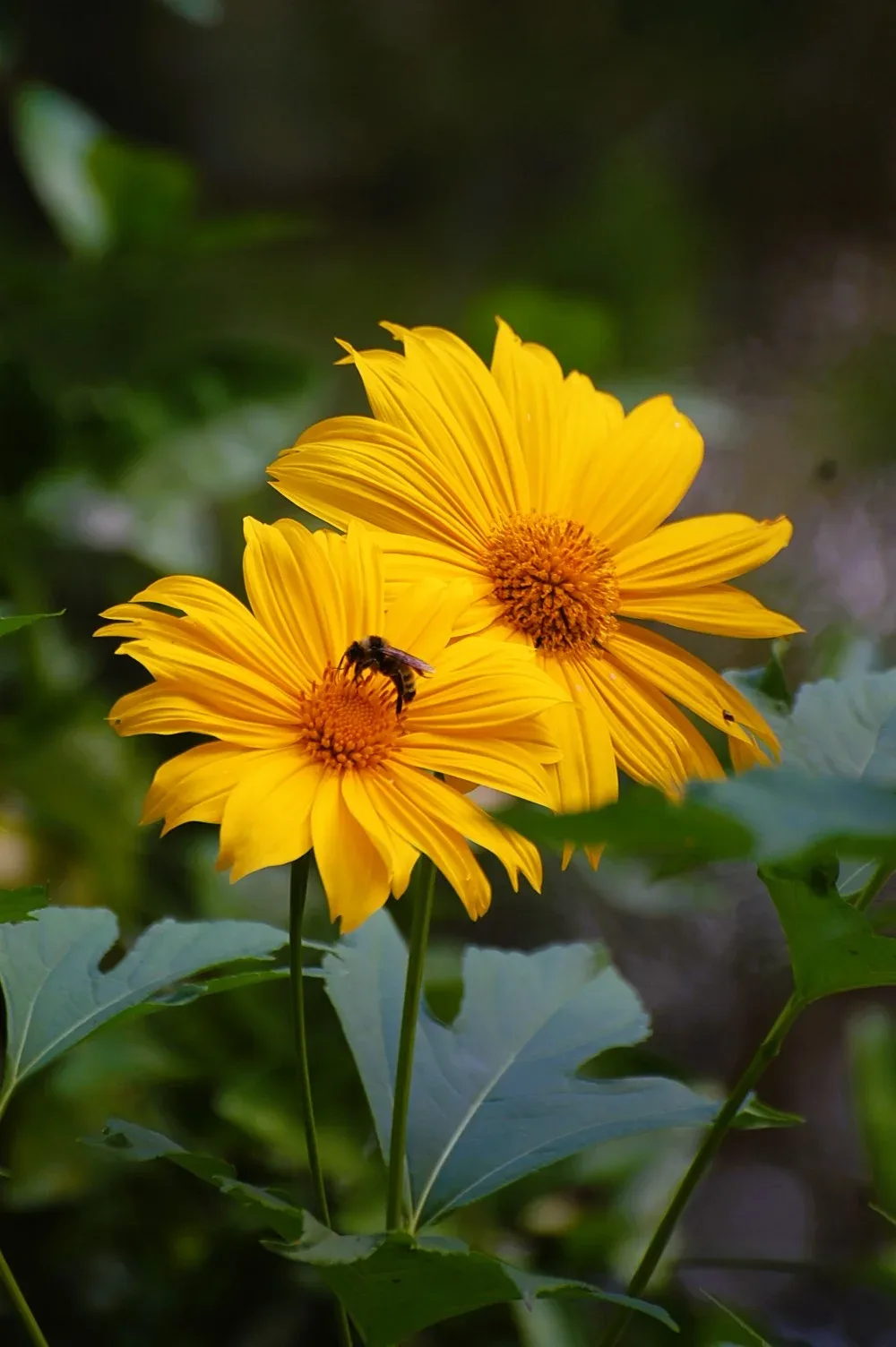 Two yellow flowers with a bee on one, against a green background.
