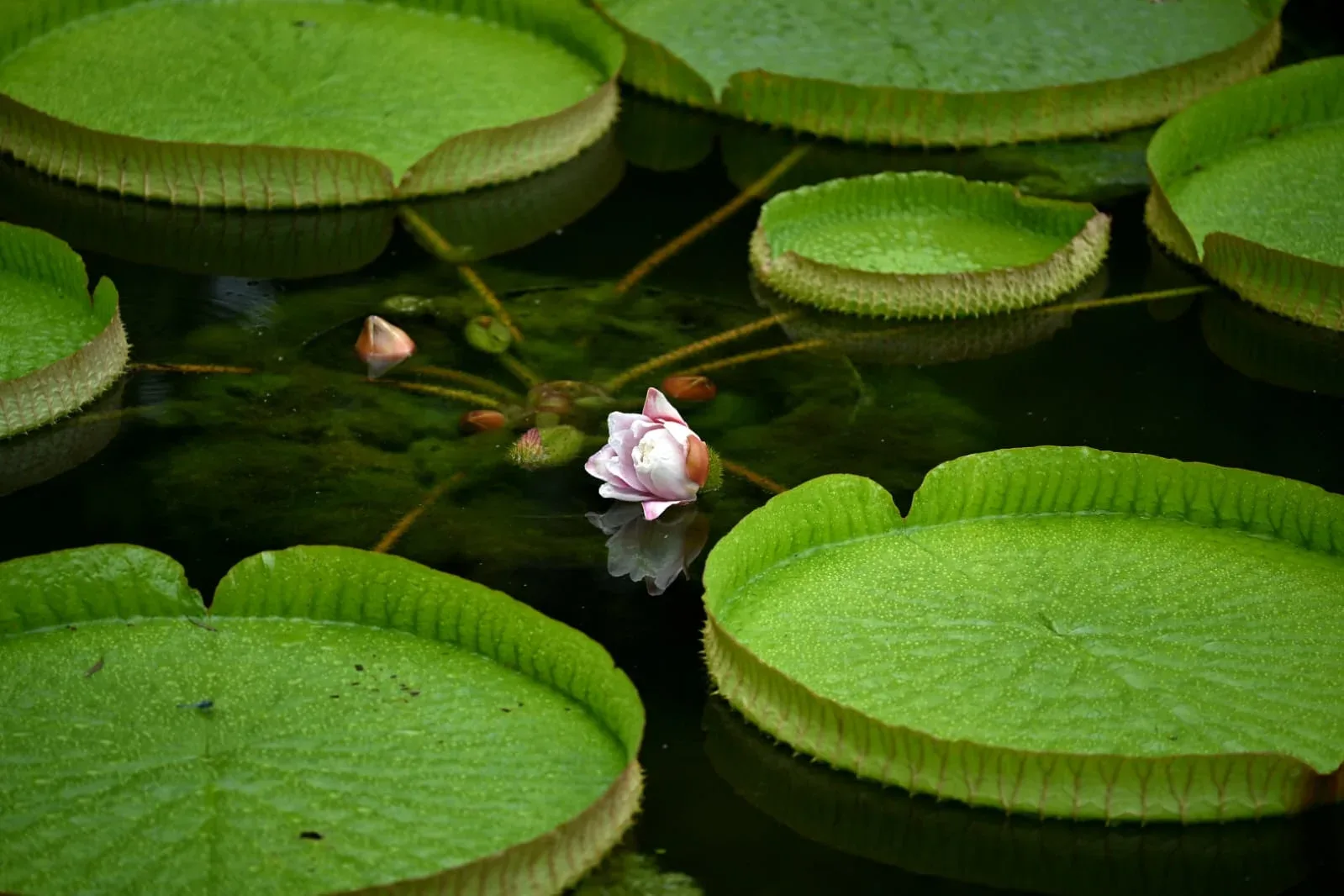 Large green lily pads float on dark water with a pink water lily in the center.