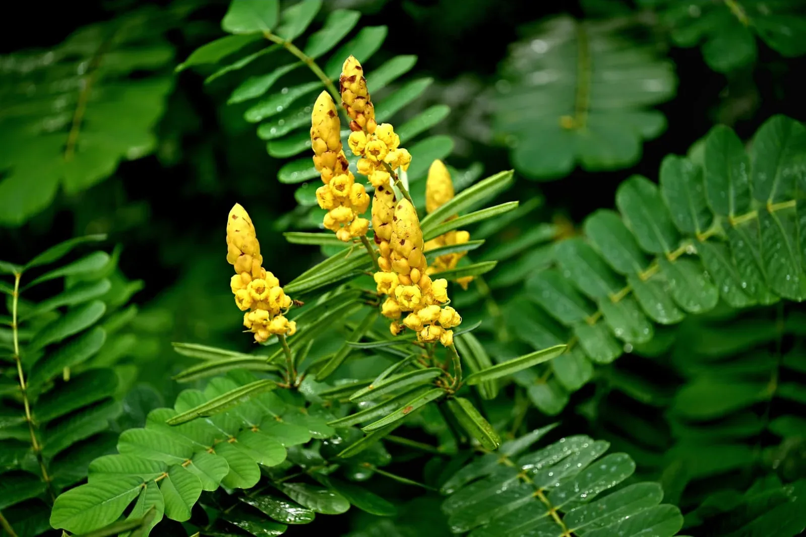 Yellow flower spikes grow among green leaves, some with water droplets.