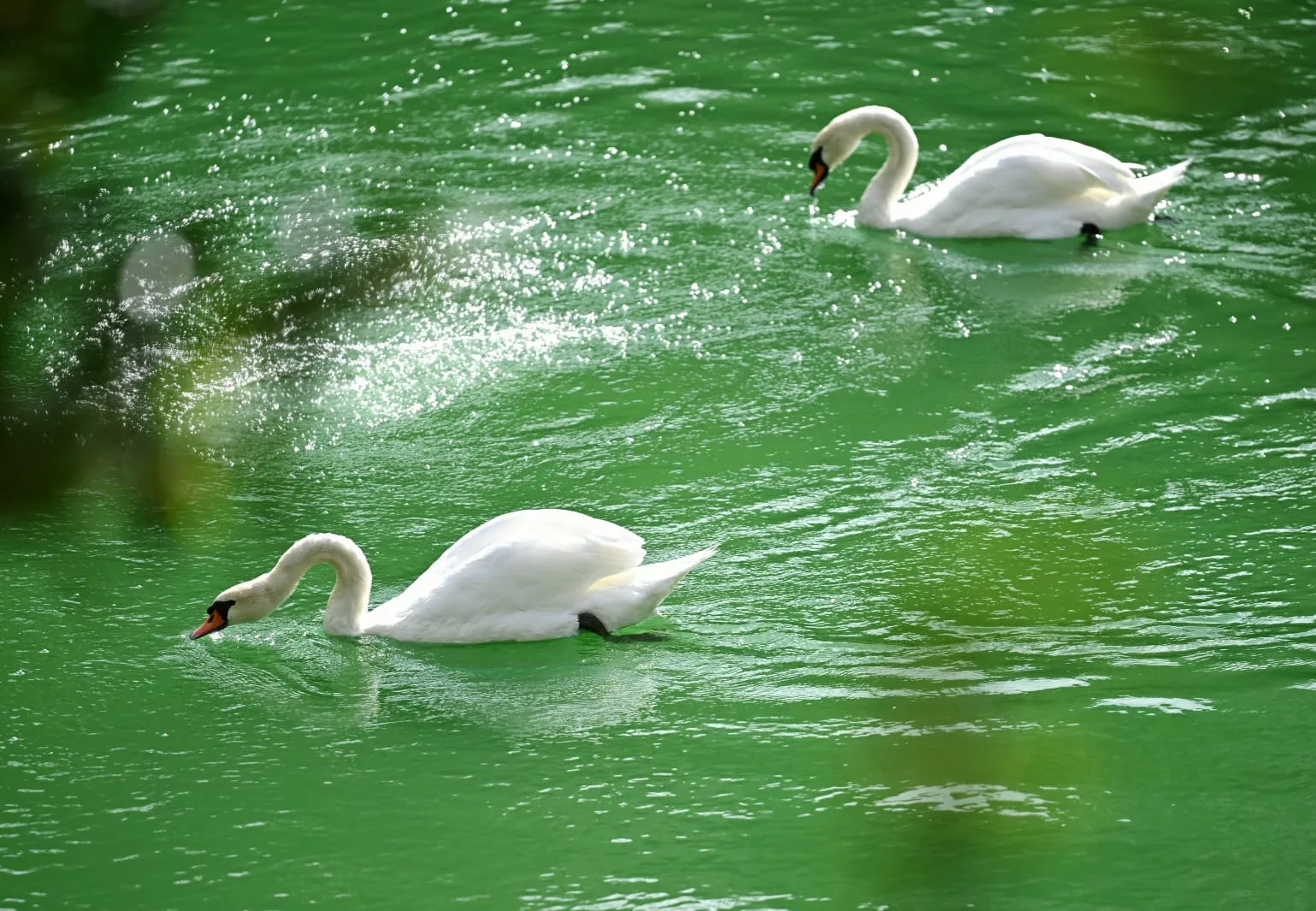 Two white swans swim in green water, one in the foreground with its head down, the other in the background.