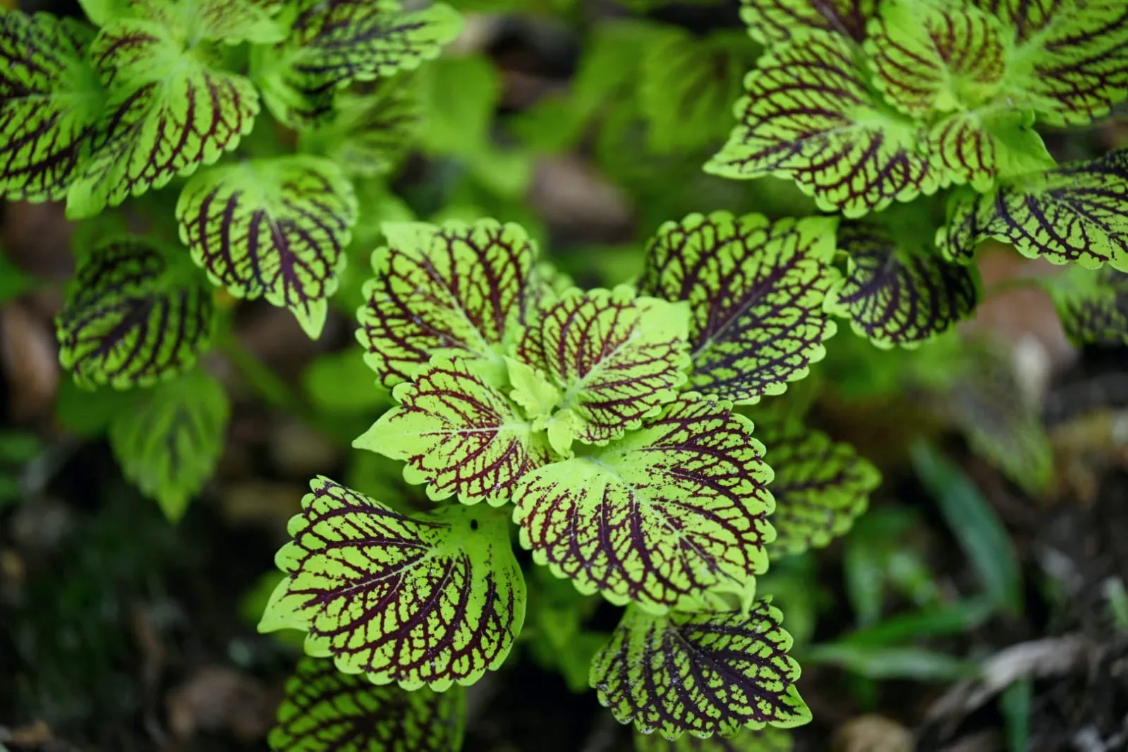 Green leaves with dark purple veins.