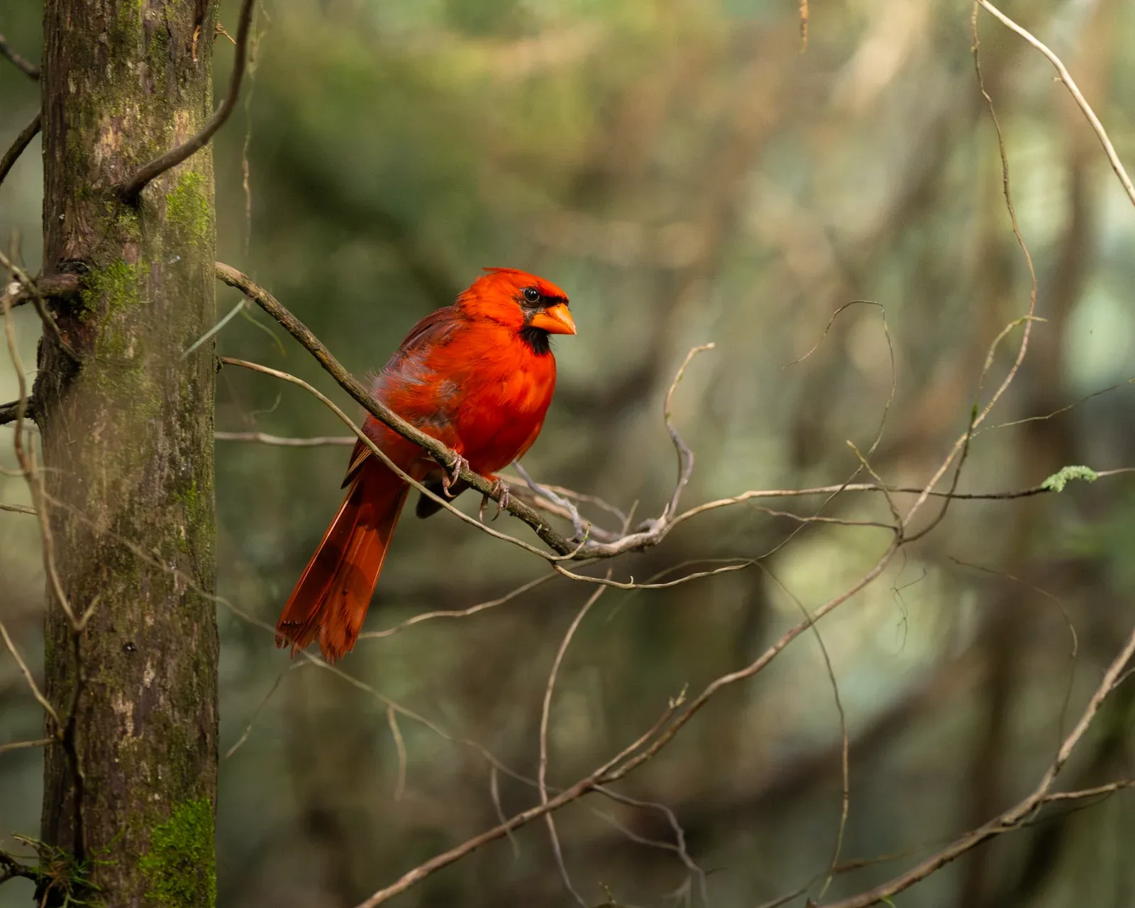A red cardinal perches on a bare branch with a mossy tree trunk and blurred green background.