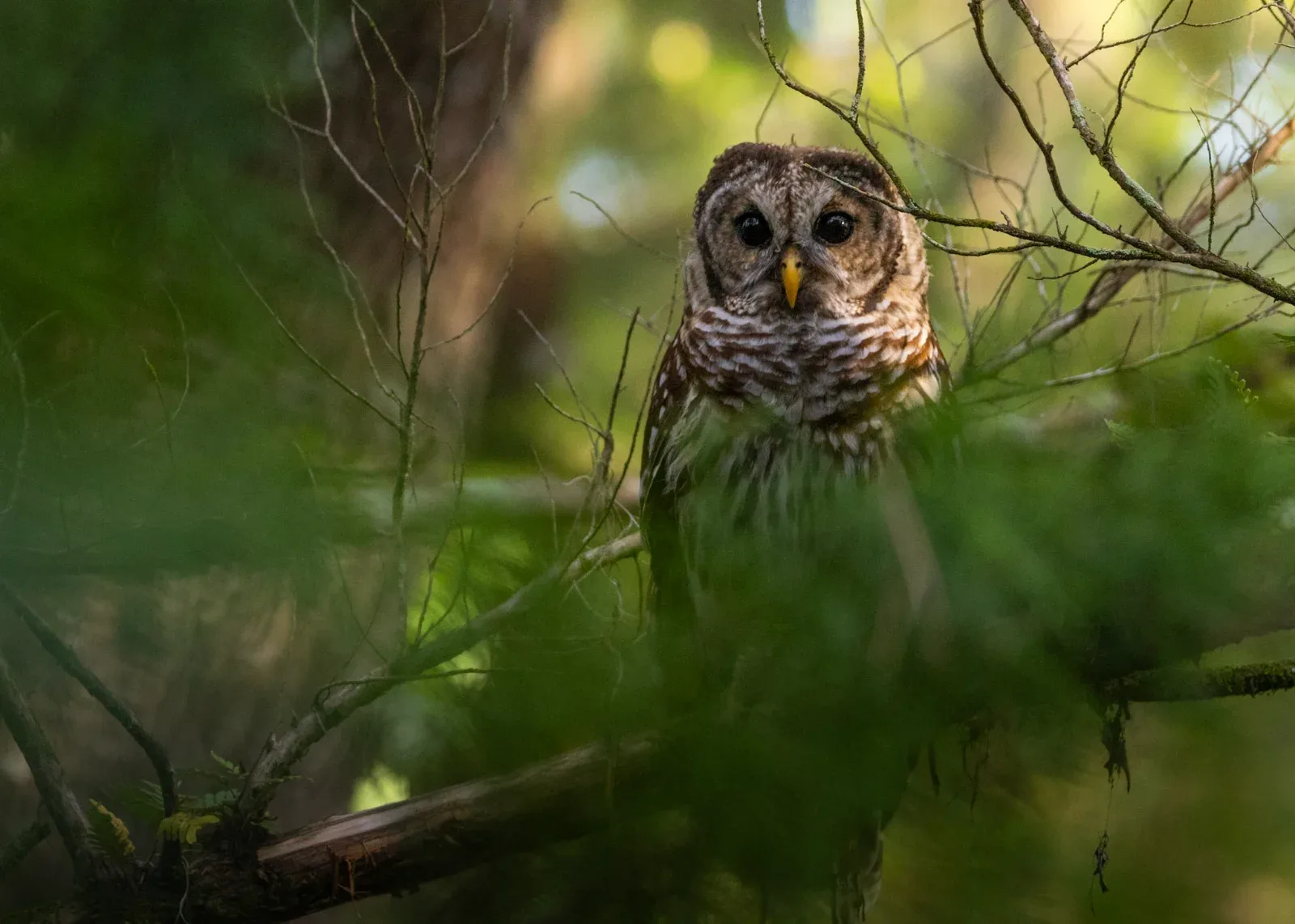 A barred owl with dark eyes and a yellow beak sits on a branch, partially obscured by green foliage.