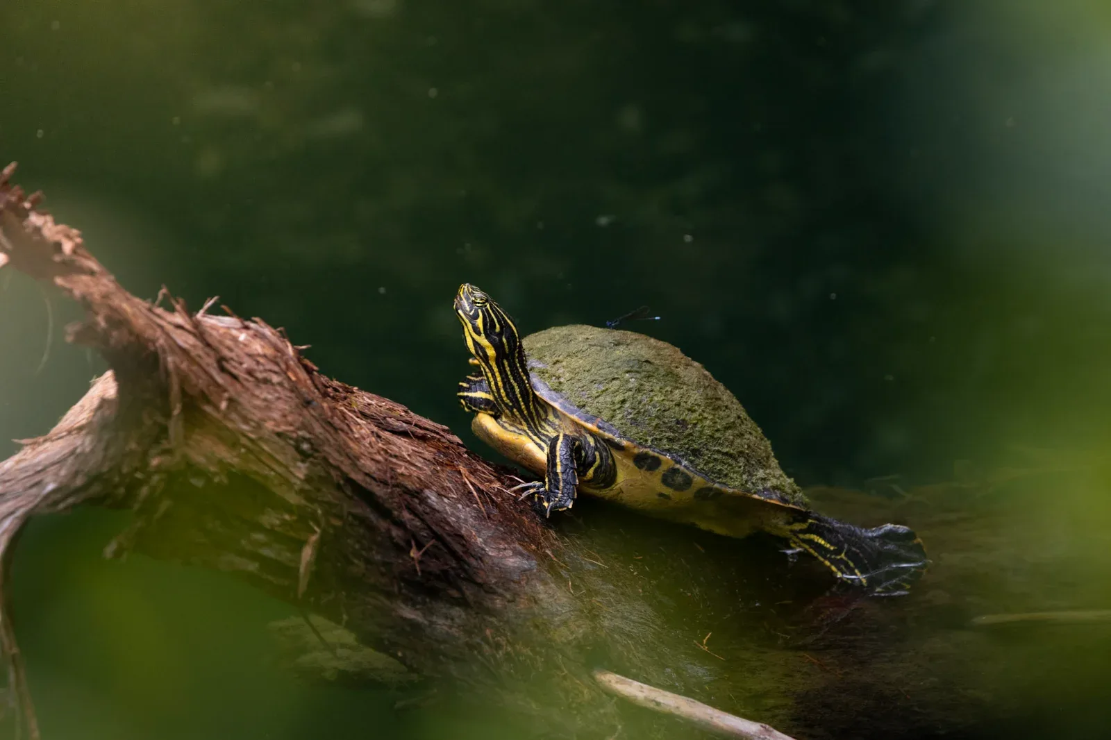 A turtle with a mossy shell and a small blue insect on its back rests on a log in dark water.