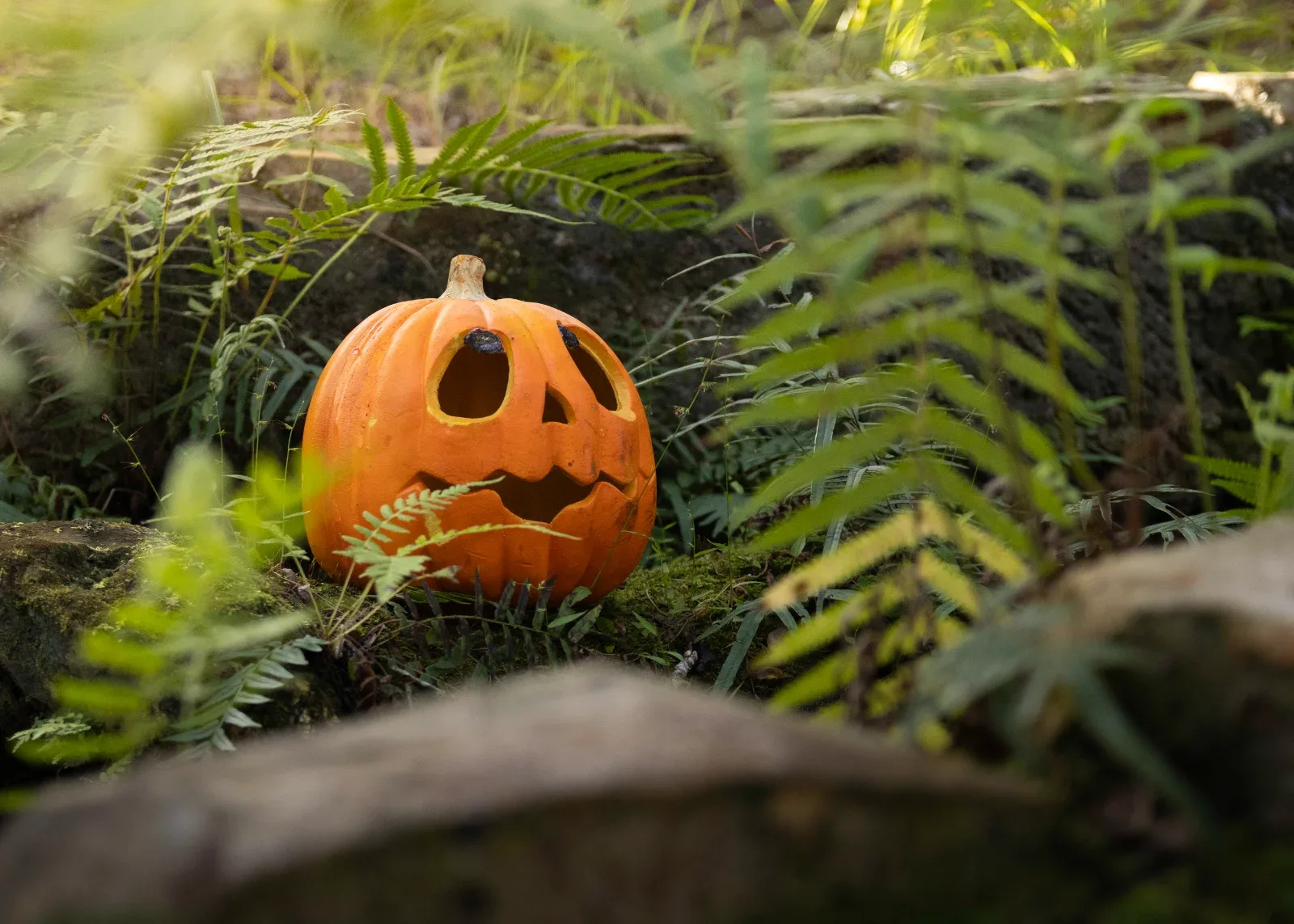 A carved orange pumpkin with a face sits among green ferns and mossy rocks.